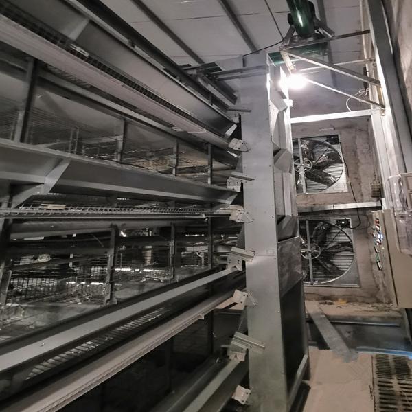 Un alimentateur automatique de poulets de chair 380V, 500 kgs équipement de cage de poulet galvanisée à chaud
