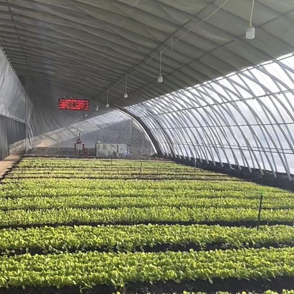 Estufas para plantação de flores em filme vegetal com irrigação por gotejamento e cobertura de folha de plástico