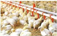 Sistema de bebidas Bebedor totalmente automático de aves de corral, Bebedor de pollos de engorde personalizado