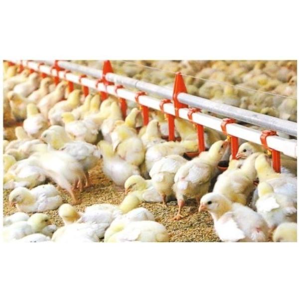 Automatic manure cleaning  Full Automatic Poultry House Equipment Easy installation & maintenance