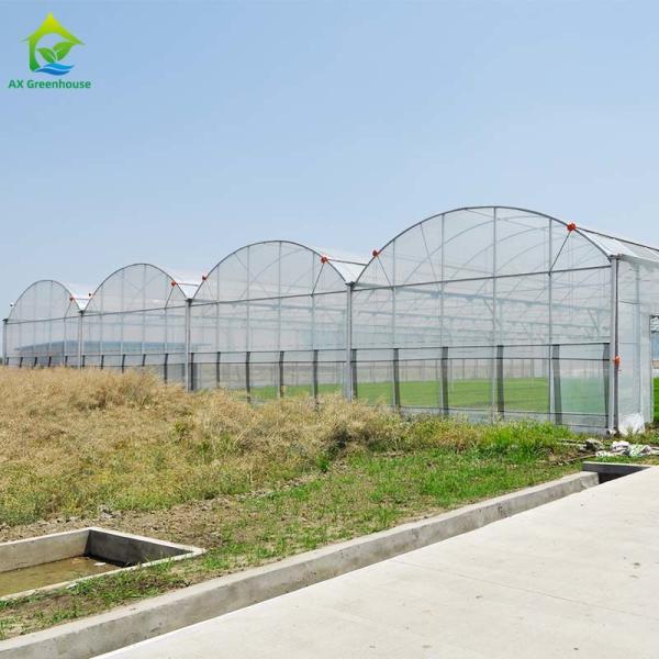 Estufa plástica do multi tomate hidropônico do período coberta do filme plástico de 150 mícrons