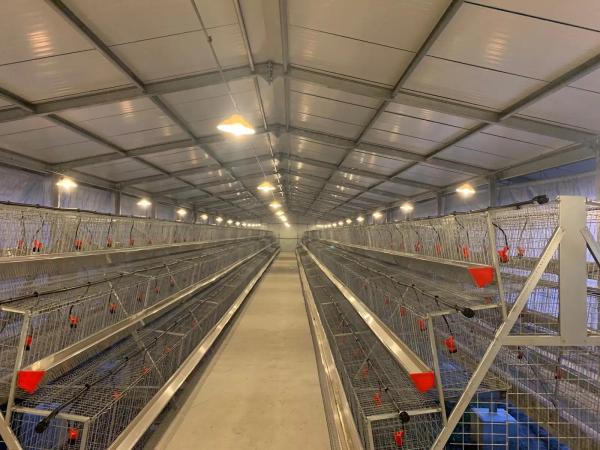 Estrutura de aço em grande escala de estilo industrial Armazém de criação de frangos para ginásio