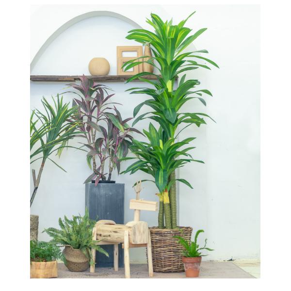 Stunning 170cm Real Touch Dracaena Bonsai Plant For Landscaping