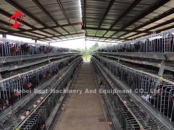 Цена клетки батареи слоев в Нигерии 12 птицы цыпленка 128 недель играет главные роли