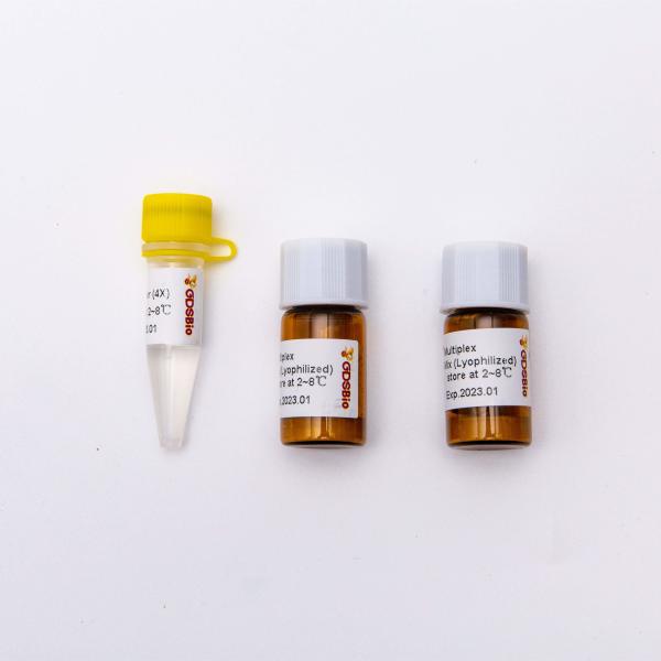 Lyophilized One Step RT PCR Master Mix DSPath 4X