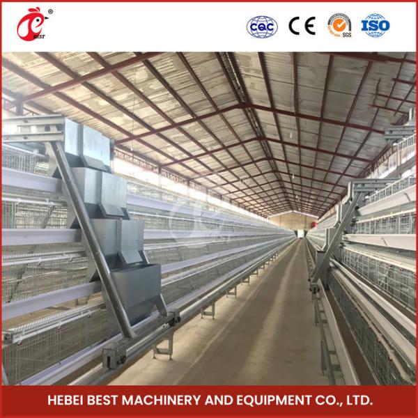 A Type Full Automatic Chicken Cage Equipment For 20,000 Capacity Poultry Farm Sandy