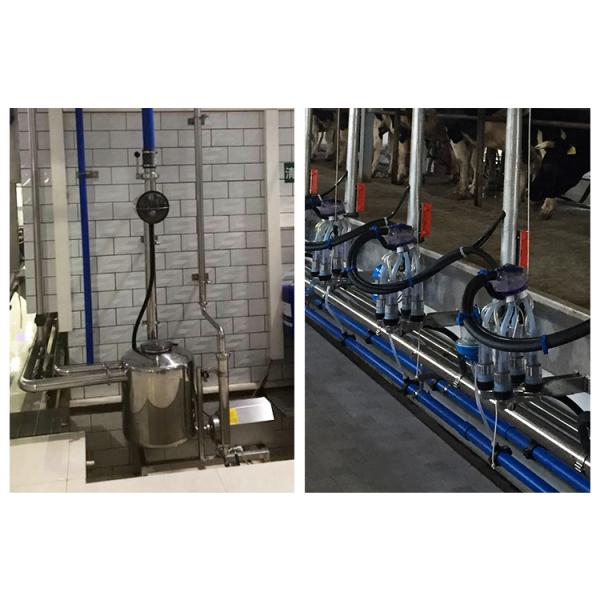 Dairy Cow Automatic Herringbone Milking Parlor Hot Dip Galvanized Frame