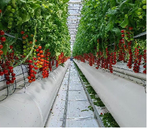 Agriculture Tomates et cerises Serre légumes Serre anti-corrosion