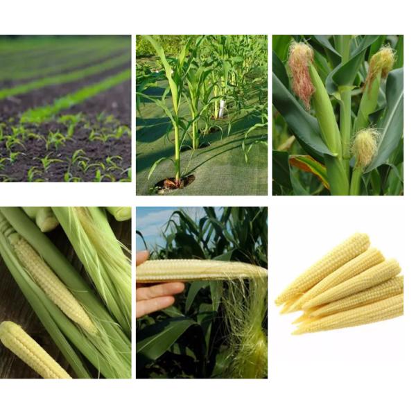 Слезли овощи законсервированных плодов 454g законсервировали мозоль младенца в рассоле