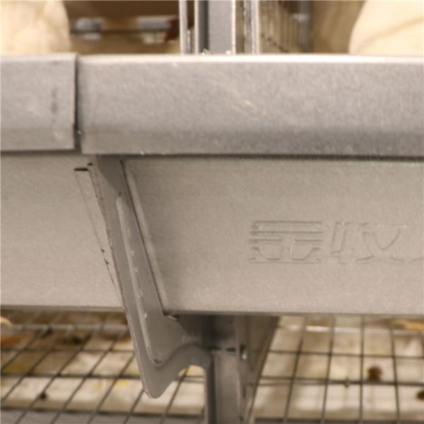 Jaula galvanizada del pollo de la capa del huevo de la avicultura para 5000 pájaros