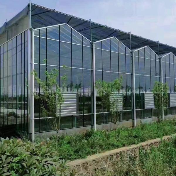 JX-A0018 Invernadero de vidrio para el cultivo de tomate 30 días devolución reembolsos duradero fácil