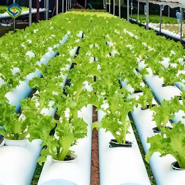 Double Film Indoor Outdoor Hydroponic Greenhouse Tomato Production