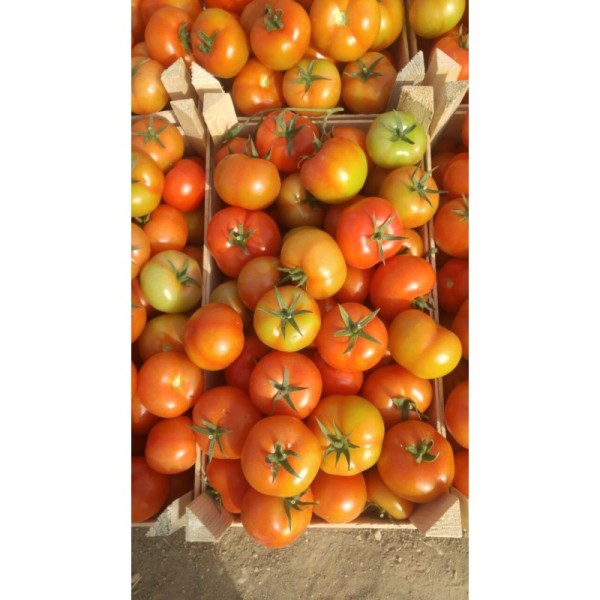 Energy Disease Resistant Indeterminate Tomato Seeds Bulk Tomato Seeds T50
