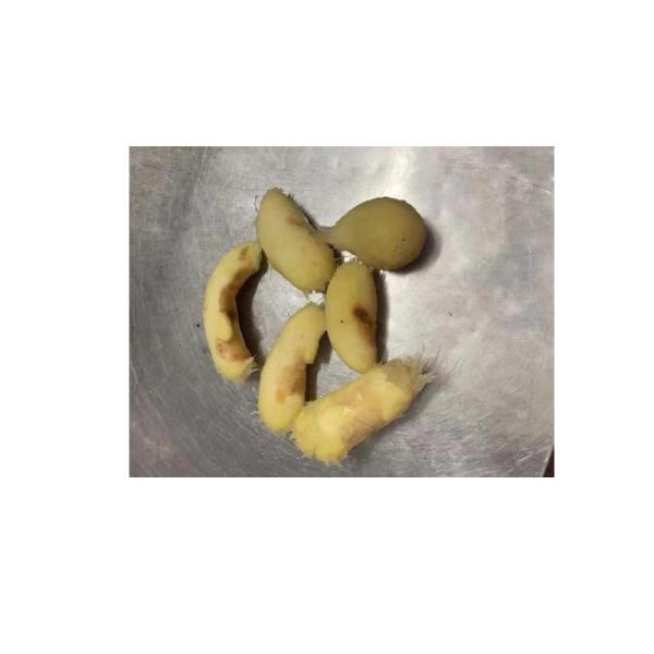 Air Compressor Discounted Small Potato Peeling Machine  For 0-500G