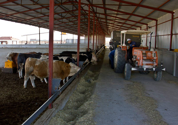 Pre-engineered Steel Structure Milking Parlor with Automatic Ventilation System and 12,000 Eggs per Hour Capacity