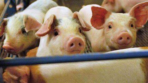 Swine Feed Additives Feed Acidifier Boosted With Organic Acid