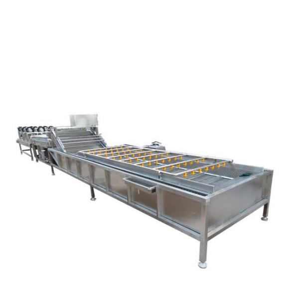 Central kitchen fruit and vegetable washing machine clean vegetable food processing production line
