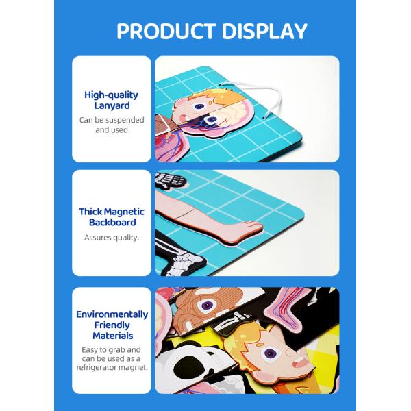 Модель человеческого тела реалистический человеческий дисплей анатомии забавляется 48 частей ранг 3+ возрасты 8+