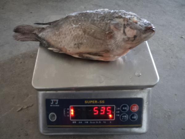 Frozen Tilapia Gutted& Scaled Size after glaze 400-600g
