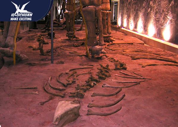Durable Fiberglass Life Size Dinosaur Skeleton / Dinosaur Fossil For Kids Educational