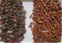 1 CCD del RGB de la producción de Sorte del color de la correa de los granos de cacao de Ton/H