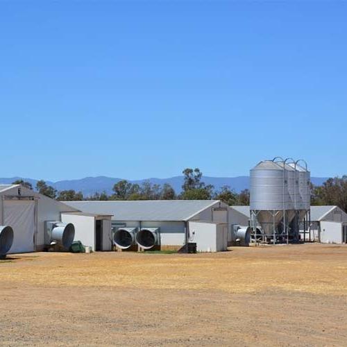 Prefab Steel Poultry Shed Light Structure Q235B Q355B