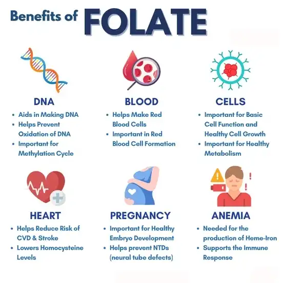 Vitamin B9 Benefits Folic Acid Vitamin B9 Powder