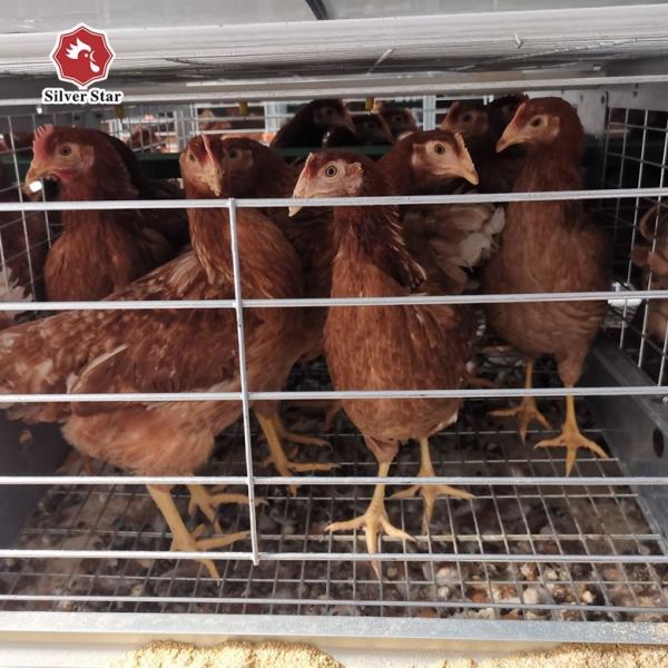 Automated Laying Hens Machines 8 Tier Chicken Layer Battery Cage Chicken Cages Hot Galvanized Egg Layer Poultry Farms