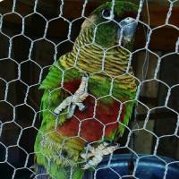 Grillage hexagonal galvanisé par lapin inverse de torsion de Bwg 18-22