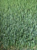 UV Resistant 50mm Custom Size Outdoor Landscape Synthetic Artificial Turf Grass For Soccer Football Field