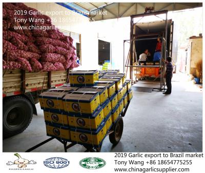 2019 Garlic to Brazil; normal white garlic with 10kg mesh bag.