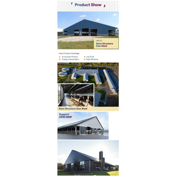 Customizable Multi-Bay Steel Structure Cow Shed for Commercial Ranch