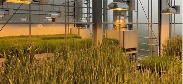 Retorno de 30 dias Casa de cultivo iluminada para mudas Método de cultivo iluminado