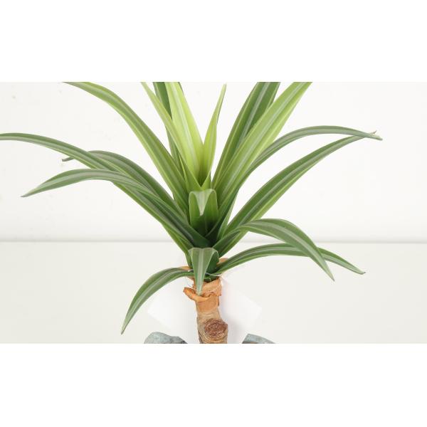 Greenery Flexible Glue Agave Artificial Bonsai Tree 22 CM 25 CM 33 CM