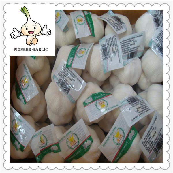 Exported Chinese 2016 New Crop Fresh Great Quality garlic fresh china nice garlic