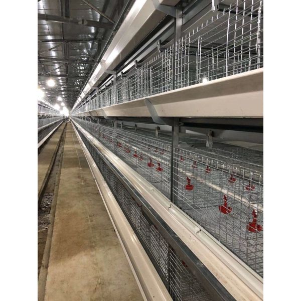 Automated Poultry Farming Equipment with 12,000 Eggs per Hour Collection and Hot-Dip Galvanized Steel Layer Chicken Cage System for Automatic Manure Cleaning