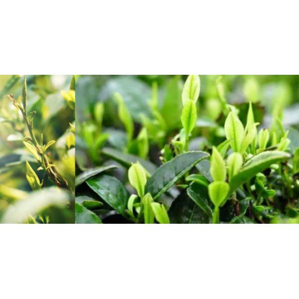 Raw Liquid Green Tea Fragrance For Toothpaste And Oral Care Products