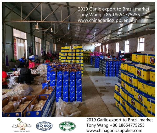 2019 Garlic to Brazil; normal white garlic with 10kg mesh bag.