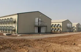 Automated Poultry House Equipment with Climate Control System Heavy Duty Galvanized Chicken Raising Systems for High Energy Efficiency