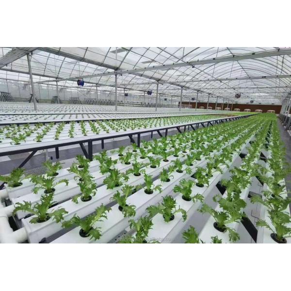 Видео Выходящая инспекция Гидропоническая теплица для производства зеленых листовых овощей