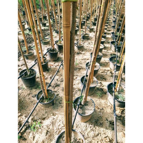 Les bâtons en bambou de jardin naturel pour les usines mises en pot de tomates extérieures d'intérieur soutiennent des enjeux