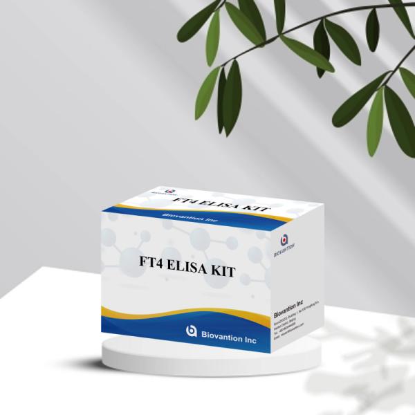 FT4 Medical Diagnosis Enzyme-Linked Immunosorbent Assay Test Kit With High Specificity