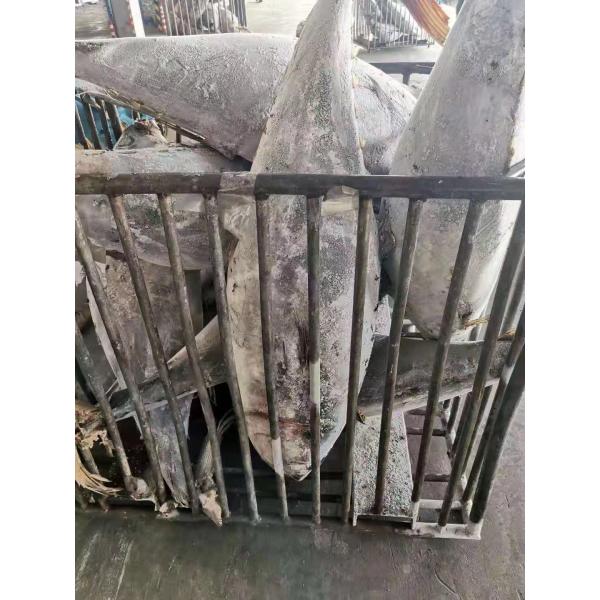 Тунец желтопра 20kg Tongzhonghe Seafrozen весь вверх для законсервированный