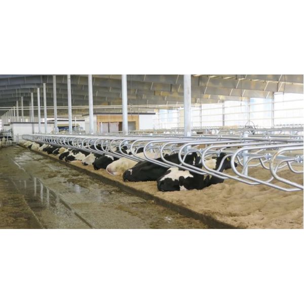 Hot DIP Galvanized Cow Freestall with Customized Size and Bolt Connection for Cattle Farm Equipment