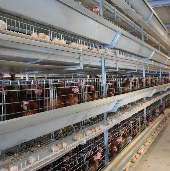 30-Year Lifespan Chicken House Farming Equipment with Large Clear Span and Corrosion Resistance for Poultry Shed
