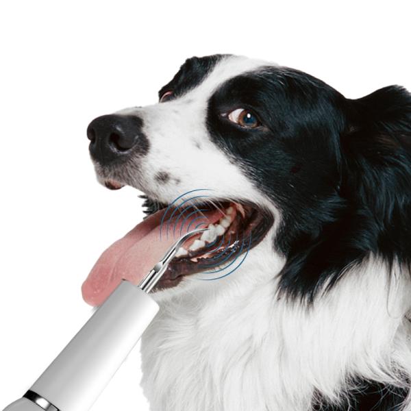 Máquina de ultrasonido de limpieza de dientes de perro de 240V USB Limpiador de dientes de ultrasonido para perros