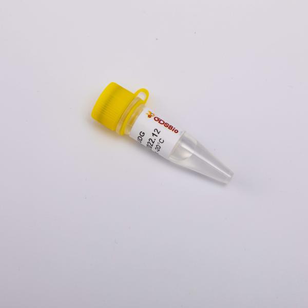 Heat Labile Master Mix For Real Time PCR UDG Highly Effective Anti Contamination Enzyme