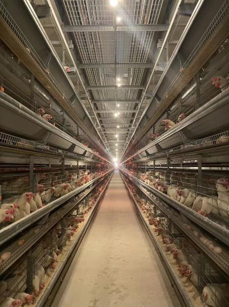 High Efficiency Automatic Chicken Cage H Type  Free Layout Design
