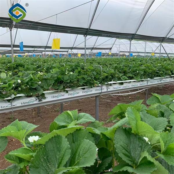 Large Scale Greenhouse Agricultural Green House Stable Structure Easily Assembled