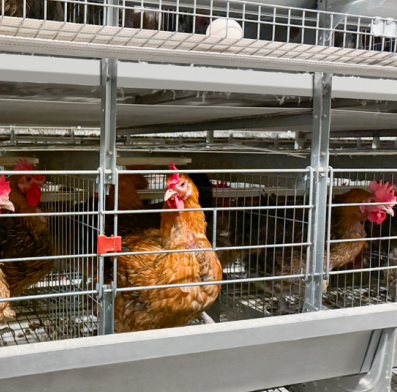 Eighth Generation Precision Feeding Chicken Cage Breeding Equipment Step Type Stacked Type Thirty Percent
